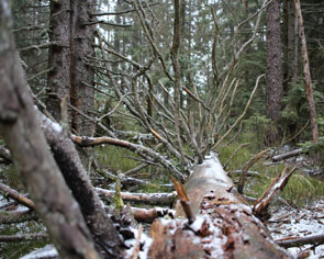 Hoher Ochsenkopf und Beckerweg Kernstück des Nationalparks Schwarzwald Rundweg ab Herrenwieser Ferienwohnungen