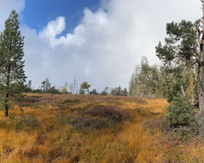 Hochkopf bei Hundseck und Untersmatt aktiv Wander über Grinden- und Moorlandschaft