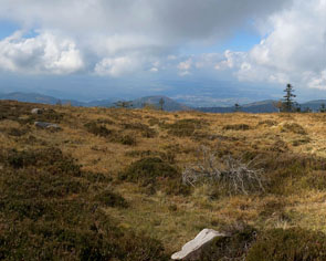 Plateau Hornisgrinde Moor- und Grindenlandschaft aktiv