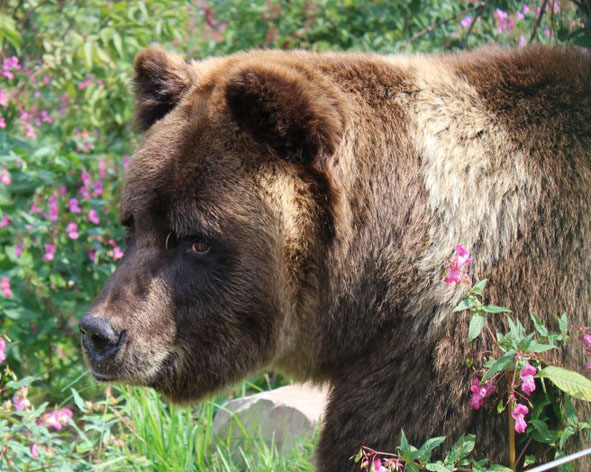 Barenpark Bad Rippoldsau nahe Ferienwohnung Herrenwies