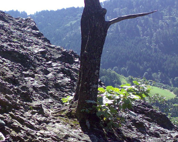 Karlsruher Grat über Edelfrauenwasserfälle im Schwarzwald Ottenhöfen Ruhestein Ausflugsziel von Ferienwohnung Herrenwies und Bühlertal
