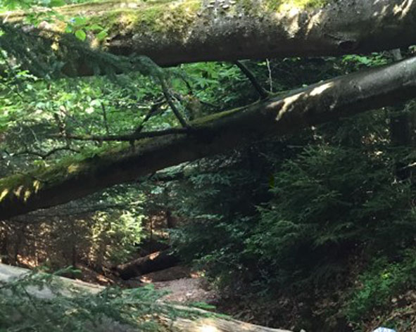 Attraktion Wilderlebnispfad Plättig Bühlerhöhe im Schwarzwald bei den Ferienwohnungen Herrenwies